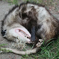 Động vật có nhận thức được cái chết của chúng hay không?