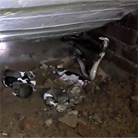 Con non bị cắn chết, chó mẹ điên cuồng tử chiến rắn hổ mang