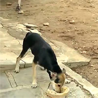 Chó hứng cú đá trời giáng khi tranh ăn với lừa