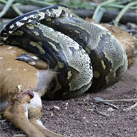 Tại sao trăn không chết ngạt khi siết mồi?