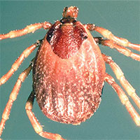 Loại virus nguy hiểm, gây tử vong lên tới 40% xuất hiện tại Anh