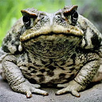 Du nhập vào Úc, cóc mía tiến hóa để ăn thịt chính đồng loại