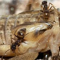 Kiến điên ngoại lai, đe dọa các loài động vật bản địa tại Texas