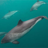 Cá heo mõm ngắn có khả năng 