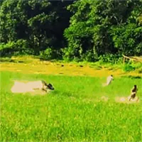 Trâu "điên" hung hăng tấn công người dân trên ruộng lúa