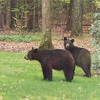 Hơn 1.200 con gấu đen thức giấc sau kỳ ngủ đông