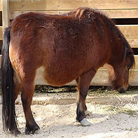 Giống ngựa nhỏ nhất thế giới có thể sống gần 50 năm