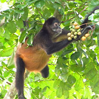 Khám phá mới củng cố giả thuyết 