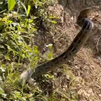 Thót tim khoảnh khắc rắn bất ngờ lao ra tấn công nhóm người leo núi