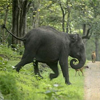 Bảo vệ con nhỏ, một mình voi mẹ 