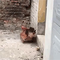 Gà mẹ xả thân tử chiến rắn hổ mang chúa bảo vệ con và cái kết xứng đáng