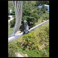 Con chim lạ làm tổ trên dây cáp điện đang thu hút sự quan tâm của mọi người, là chim gì?