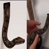 Người đàn ông thả con trăn của mình vào lỗ nhỏ rồi đặt xô hứng bên dưới, bất ngờ sau đó!