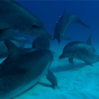 Cá heo 'khẩu chiến' tranh bạn tình