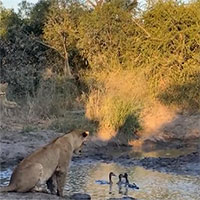 Số phận hẩm hiu của những chú ngỗng đang bơi dưới nước thì bị bầy sư tử phục sẵn trên bờ