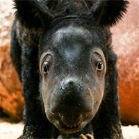 Tê giác Sumatra hiếm hoi ra đời mang lại hy vọng cho loài có nguy cơ tuyệt chủng