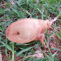 Phát hiện rùa bạch tạng cực hiếm có... khó thấy trên thế giới