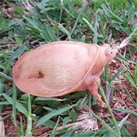 Phát hiện rùa bạch tạng cực hiếm có... khó thấy trên thế giới