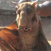 Giải mã con dơi bị bắt có mặt như ngựa gây sửng sốt cộng đồng mạng Việt: Nguy hiểm tiềm ẩn!