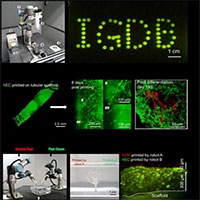 Mô tim in 3D có thể duy trì nhịp đập trong 6 tháng