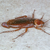 Tại sao gián sống sót khi thiên thạch xóa sổ khủng long?