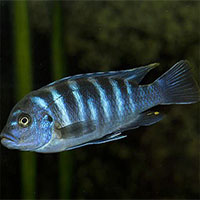 Tìm ra bằng chứng cá cũng có thể làm toán!