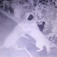 Báo hoa mai tử chiến nảy lửa với chó nhà và cái kết khó tin