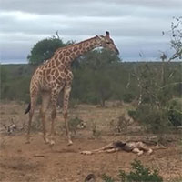 Hươu cao cổ mẹ lao vào tấn công, ngăn linh cẩu ăn xác con