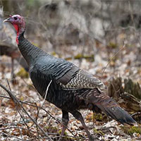 Phát hiện con gà tây hoang dã sống lâu gấp 4 lần gà bình thường