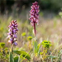 Hoa lan khổng lồ lần đầu xuất hiện ở Anh