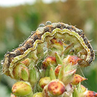 Nhiễm virus zombie, những con sâu ngáo trèo lên ngọn cây nhảy múa, mời chim ăn mình