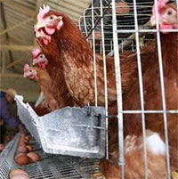 Tại sao gà mái bắt chước tiếng gáy của gà trống bị coi là 