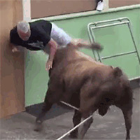 Bò húc văng người đàn ông rồi dùng sừng tấn công điên cuồng