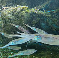 Lần đầu ghi hình được loài mực ống đổi màu theo môi trường