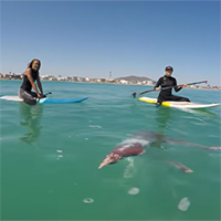 Nhóm người chèo thuyền bất ngờ phát hiện sinh vật khổng lồ dưới nước, bị thương rất nặng!