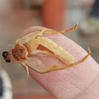 Con vật vờ kỳ lạ ở sông Hồng, sống vài giờ nhưng lưu danh đặc sản, giá tới cả triệu đồng