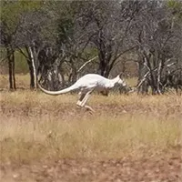 Phát hiện kangaroo màu trắng hiếm có ở Australia