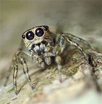 Thế giới ghi nhận loài nhện thứ 50.000