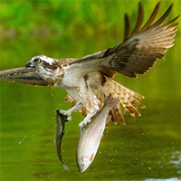 Chim ưng biển trình diễn kỹ năng siêu đẳng 