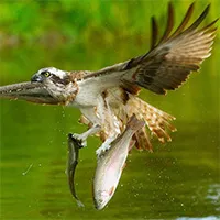 Chim ưng biển trình diễn kỹ năng siêu đẳng "bắt một được hai"