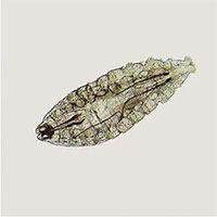 Ngứa hoài không hết vì đàn 