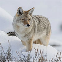 Sói đồng cỏ mạo hiểm cướp mồi của sư tử núi