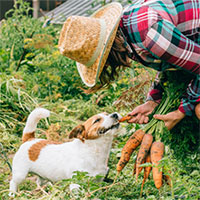 Liệu chó mèo có thể ăn chay không?