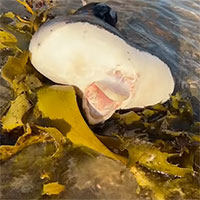 Choáng với sinh vật biển kỳ lạ, miệng giống hệt con người