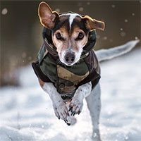 Tầm quan trọng của đuôi đối với loài chó dưới cái nhìn của khoa học