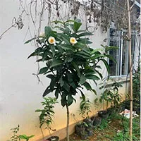 Cục trưởng Cục Trồng trọt cho hay: "Bạch hải đường là cây rất bình thường, hãy nhớ bài học lan đột biến"