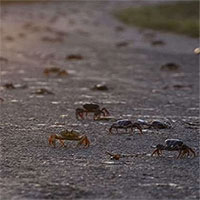 Hàng triệu con cua đỏ di cư tới vịnh Cuba