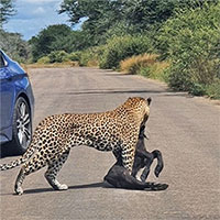 Trâu mẹ tìm cách lấy lại xác con từ vuốt báo hoa mai