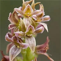 Tìm thấy loài phong lan từng biến mất trong gần một thế kỷ