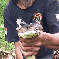 Người đàn ông dùng tay không bắt rắn hổ mang chúa trong bụi rậm